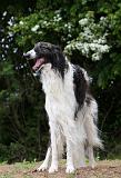 BARZOI 102